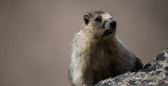 Marmotas em apuros: Cientistas recorrem ao OnlyFans para financiar pesquisas