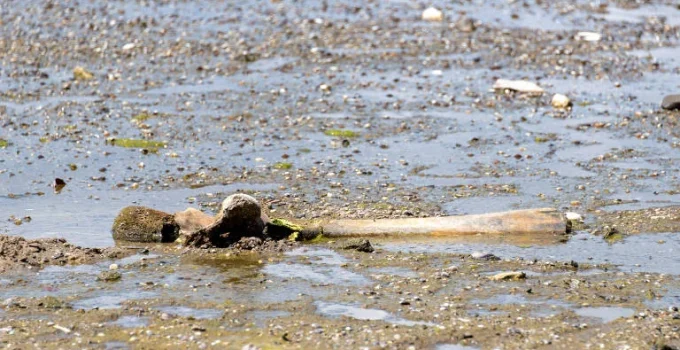 Ossos que podem pertencer a mamute são descobertos em rio na Bulgária Ossos que podem pertencer a mamute são descobertos em rio na Bulgária