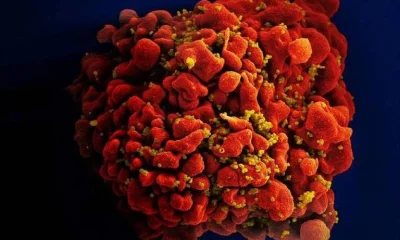 Nova vacina experimental contra o HIV mira em partes imutáveis do vírus
