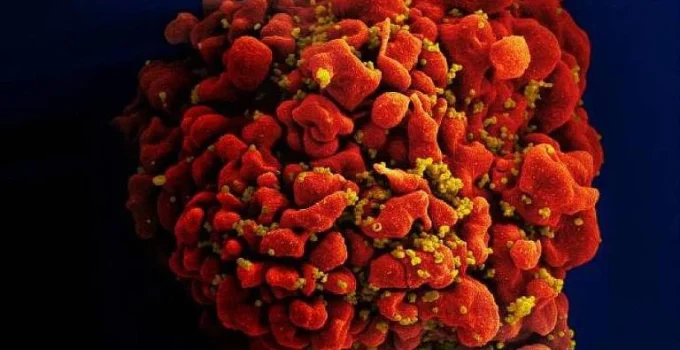 Nova vacina experimental contra o HIV mira em partes imutáveis do vírus Nova vacina experimental contra o HIV mira em partes imutáveis do vírus