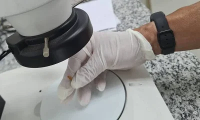 Insetos revelam segredos em investigações criminais e ambientais