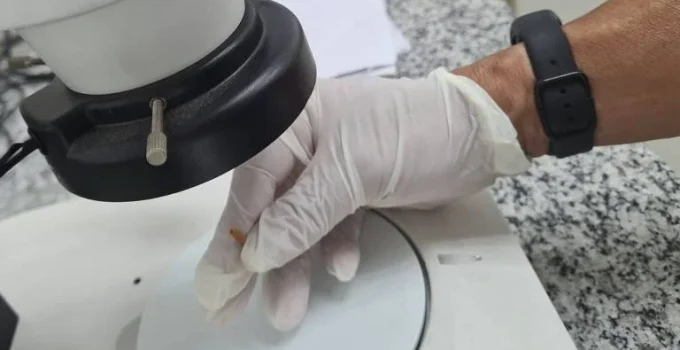 Insetos revelam segredos em investigações criminais e ambientais Insetos revelam segredos em investigações criminais e ambientais