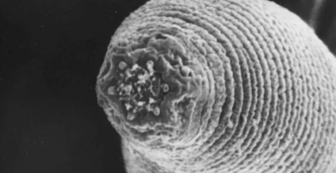 O Verme-do-Diabo: Redefinindo os Limites da Vida nas Profundezas da Terra O Verme-do-Diabo: Redefinindo os Limites da Vida nas Profundezas da Terra