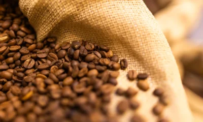 Cafeicultura Brasileira Busca Adaptação Climática e Sustentabilidade