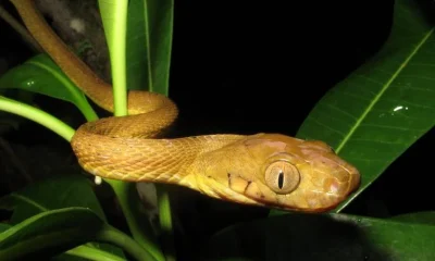 Cobra invasora surpreende cientistas com evolução adaptativa em ilha do Pacífico