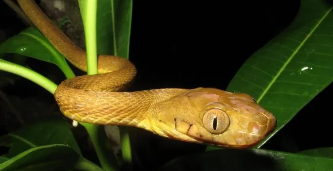 Cobra invasora surpreende cientistas com evolução adaptativa em ilha do Pacífico Cobra invasora surpreende cientistas com evolução adaptativa em ilha do Pacífico