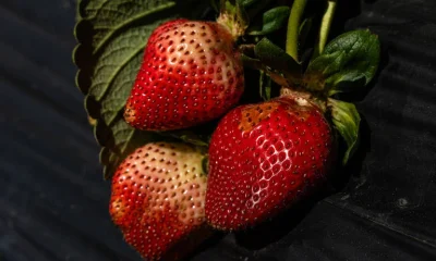Frutas e Legumes: Como Saber o Que Ainda Pode Ir Para a Sua Mesa e o Que Deve Ir Para o Lixo