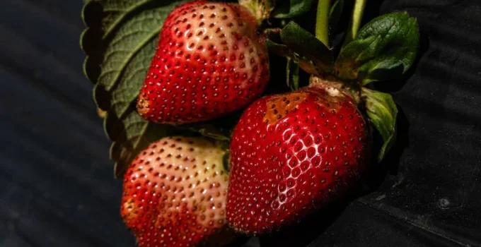 Frutas e Legumes: Como Saber o Que Ainda Pode Ir Para a Sua Mesa e o Que Deve Ir Para o Lixo
