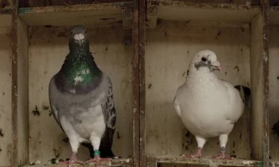 Criadores de Pombos: Aliados Inesperados na Pesquisa de Doenças Pulmonares