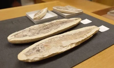 Fósseis brasileiros retornam ao país após décadas no Reino Unido para reconstruir acervo do Museu Nacional