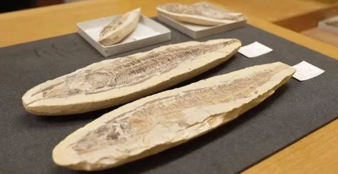 Fósseis brasileiros retornam ao país após décadas no Reino Unido para reconstruir acervo do Museu Nacional