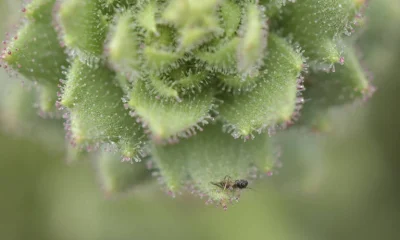 Hipótese de Darwin sobre plantas carnívoras é confirmada 150 anos depois
