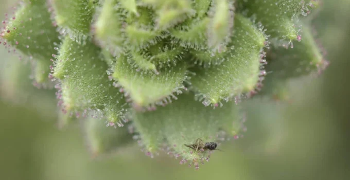 Hipótese de Darwin sobre plantas carnívoras é confirmada 150 anos depois Hipótese de Darwin sobre plantas carnívoras é confirmada 150 anos depois
