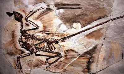 Por que não havia dinossauros minúsculos? A culpa pode ter sido dos mamíferos