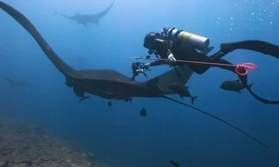 Ultrassom subaquático confirma gestações de arraias-mantas no Pacífico