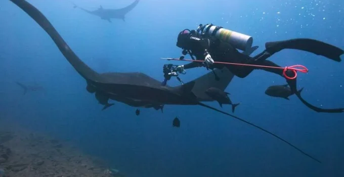 Ultrassom subaquático confirma gestações de arraias-mantas no Pacífico Ultrassom subaquático confirma gestações de arraias-mantas no Pacífico