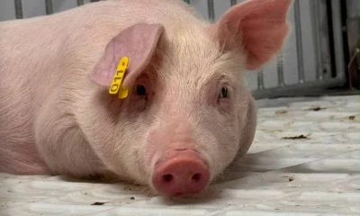 Porco clonado para transplantes morre em projeto da USP; falta de verba é preocupação