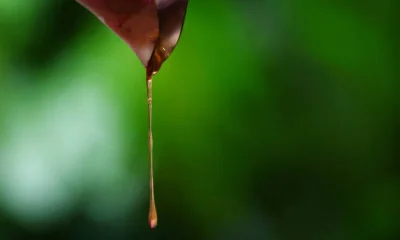 Açúcar foi tão chave quanto carne na evolução humana, aponta estudo
