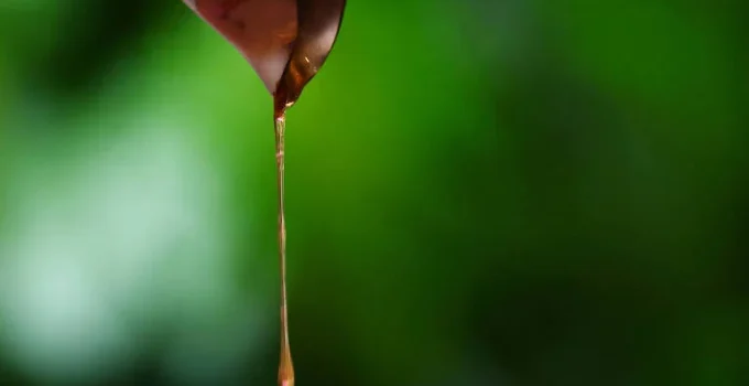 Açúcar foi tão chave quanto carne na evolução humana, aponta estudo