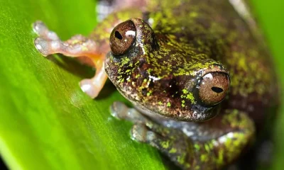 Nova espécie de rã-do-café é descoberta na Costa Rica