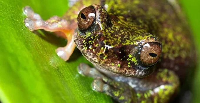 Nova espécie de rã-do-café é descoberta na Costa Rica