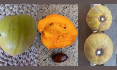Canistel: A 'fruta de ouro' brasileira com sabor de doce de leite e alto valor nutricional