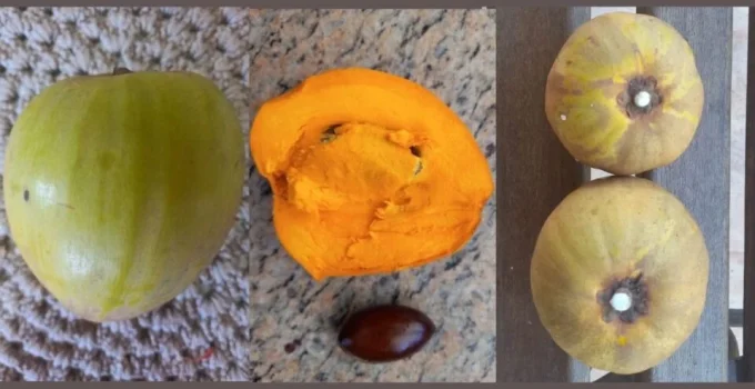 Canistel: A 'fruta de ouro' brasileira com sabor de doce de leite e alto valor nutricional