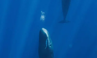 Cientistas descobrem que bolhas ajudam cachalotes a descansar sem flutuar