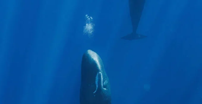 Cientistas descobrem que bolhas ajudam cachalotes a descansar sem flutuar
