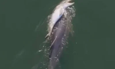 Golfinho é filmado carregando filhote morto em gesto comovente de luto na Austrália