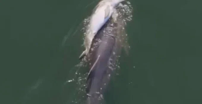 Golfinho é filmado carregando filhote morto em gesto comovente de luto na Austrália