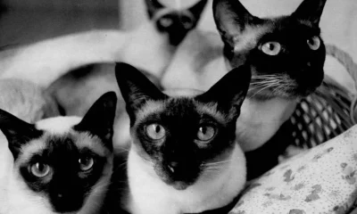 Gatos estão mais mansos ou nós mudamos nossa relação com eles?