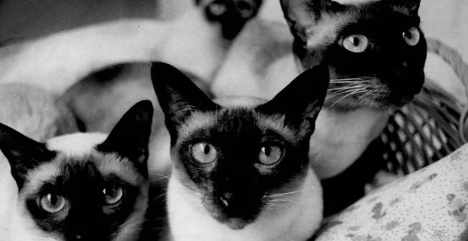 Gatos estão mais mansos ou nós mudamos nossa relação com eles?