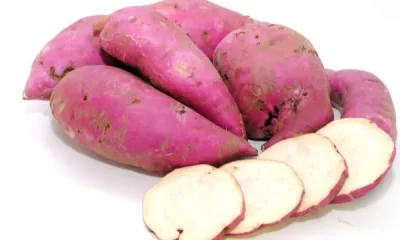 Batata-doce: Da humilhação social ao superalimento estratégico no agronegócio paulista
