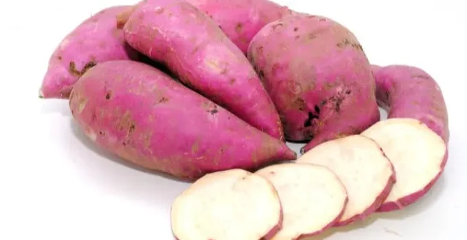 Batata-doce: Da humilhação social ao superalimento estratégico no agronegócio paulista