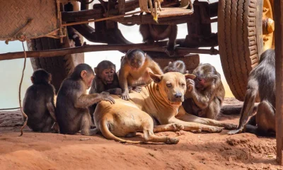 Primatas exibem comportamentos que lembram a criação de animais de estimação, sugere estudo