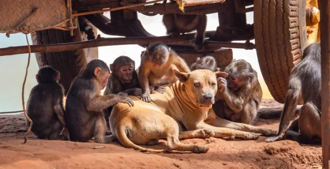 Primatas exibem comportamentos que lembram a criação de animais de estimação, sugere estudo