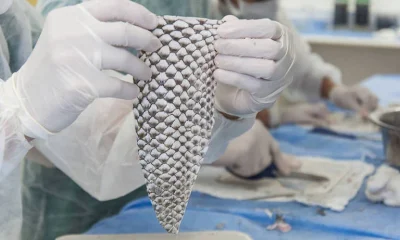Ceará sedia pioneira fábrica brasileira de curativos de pele de tilápia