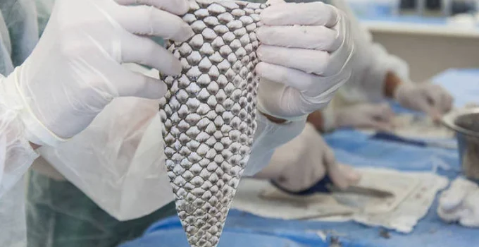Ceará sedia pioneira fábrica brasileira de curativos de pele de tilápia Ceará sedia pioneira fábrica brasileira de curativos de pele de tilápia