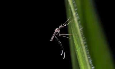 Dia Mundial do Mosquito: A Descoberta Científica que Ligou a Doença ao Inseto e o Prêmio Nobel