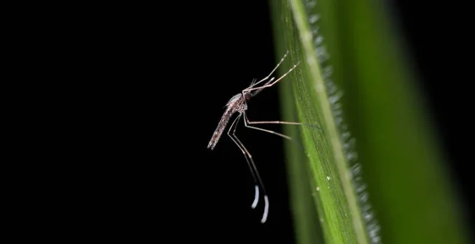 Dia Mundial do Mosquito: A Descoberta Científica que Ligou a Doença ao Inseto e o Prêmio Nobel
