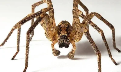 Por que temos medo de aranhas e cobras, mesmo quando elas não nos ameaçam?