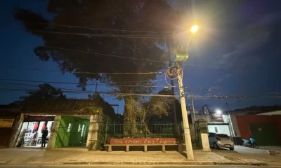 Figueira das Lágrimas: A Guardiã Centenária da Estrada das Despedidas em São Paulo