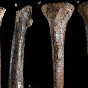 Ossos descobertos em Taiwan ampliam o mistério sobre os enigmáticos Denisovanos
