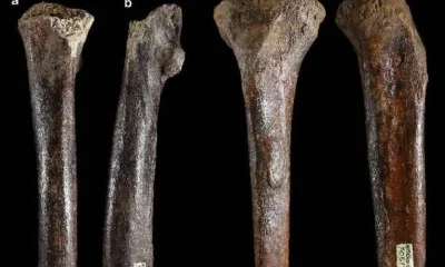 Ossos descobertos em Taiwan ampliam o mistério sobre os enigmáticos Denisovanos