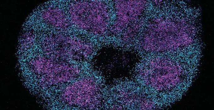 Avanço em Proteínas Cerebrais Abre Caminho para Novas Terapias Contra o Autismo Avanço em Proteínas Cerebrais Abre Caminho para Novas Terapias Contra o Autismo