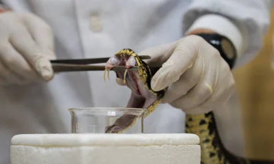 Picada de cobra pode levar a AVC mesmo com socorro rápido, aponta estudo