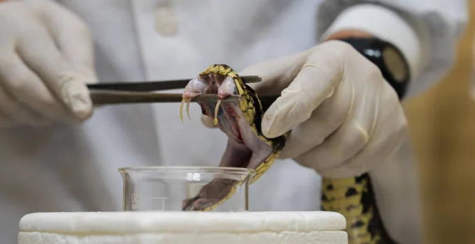 Picada de cobra pode levar a AVC mesmo com socorro rápido, aponta estudo
