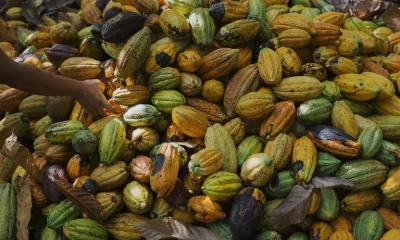 Cacau amazônico chegou à Geórgia nos EUA séculos antes de Colombo, revela estudo