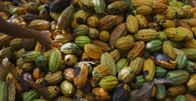 Cacau amazônico chegou à Geórgia nos EUA séculos antes de Colombo, revela estudo